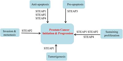 Regulatory Roles of Six-Transmembrane Epithelial Antigen of the Prostate Family Members in the Occurrence and Development of Malignant Tumors